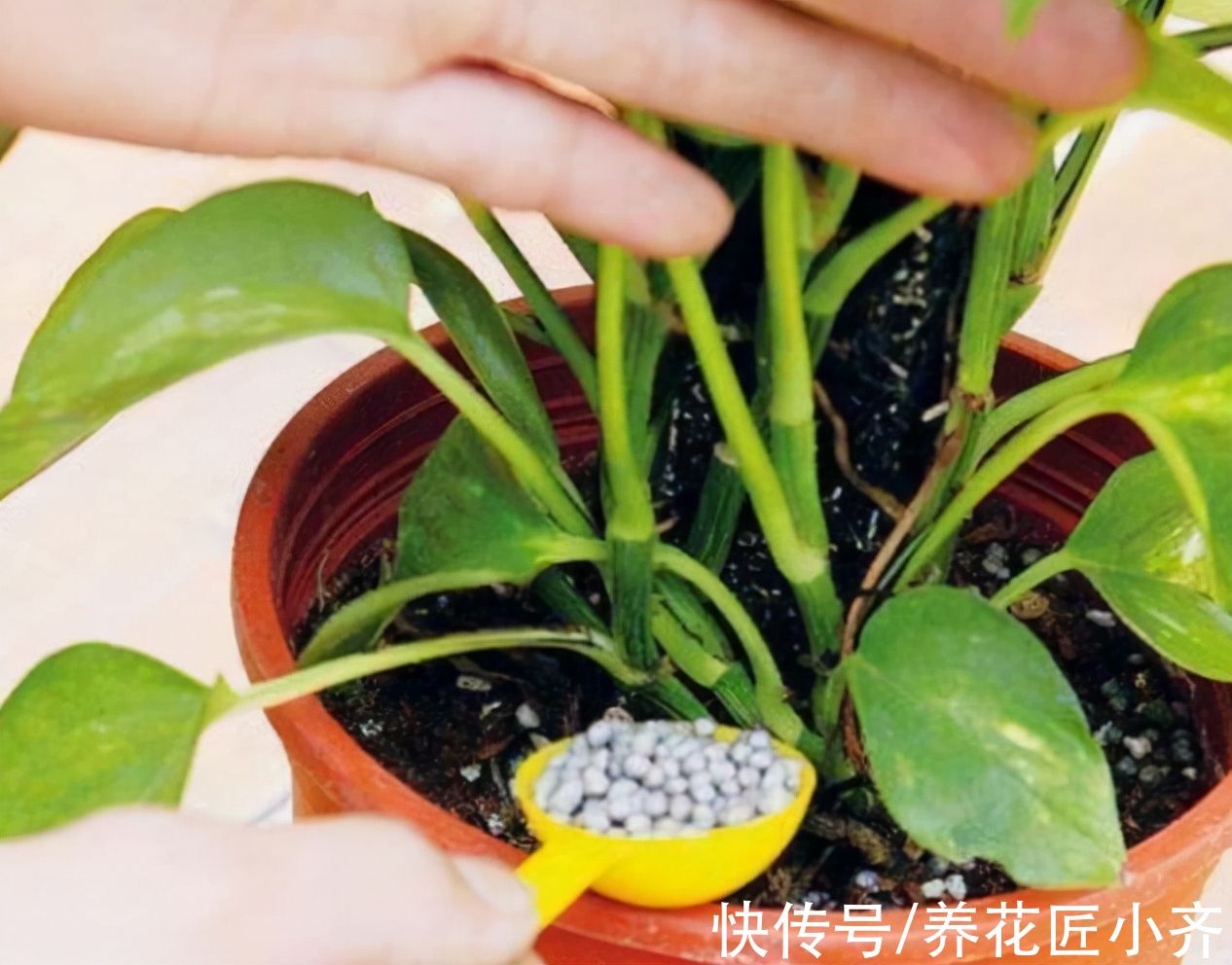 冬天不能用哪些肥料你知道吗?这3种肥料,用一次伤一次,别用