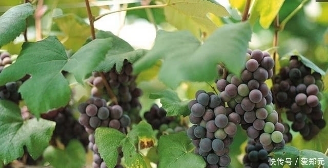 蛇泡草|农村这四种野果是小时候的最爱,如今很少见了,你吃过几种呢?