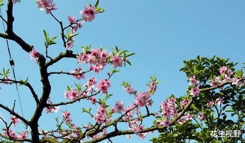 潼南桃花最佳观赏期，盛开如同“十里桃花”，美不胜收