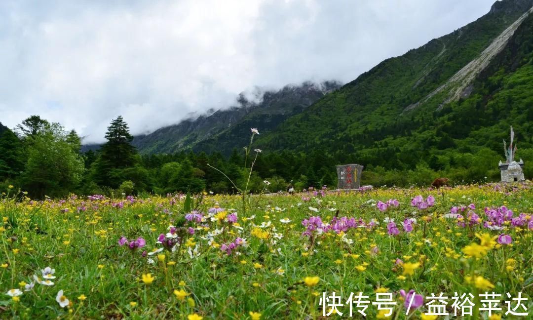 雪山|木格措花海开了，到康定情歌木格措花海，和雪山花海来一次约会