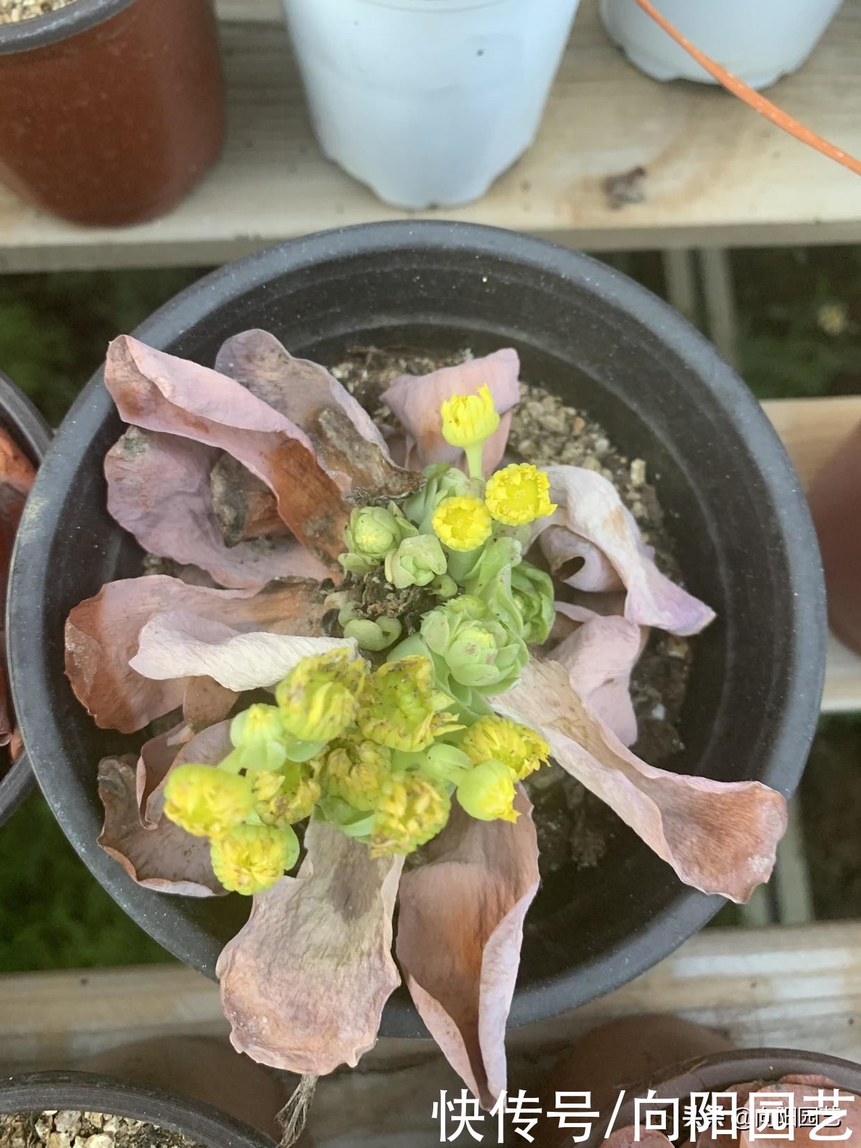 多肉|多肉山地玫瑰，不能让它开花，一开花就死掉，花箭赶紧掐掉