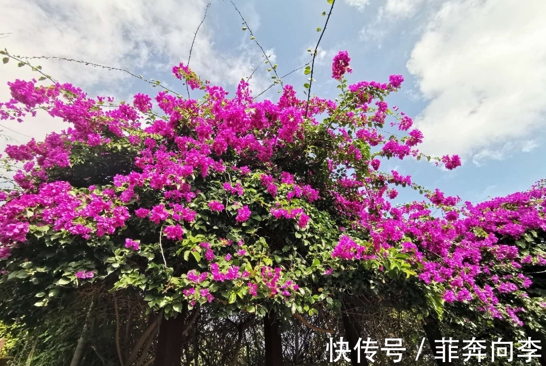 家里养三角梅,新手总会犯的3个错误,难怪开不了花!