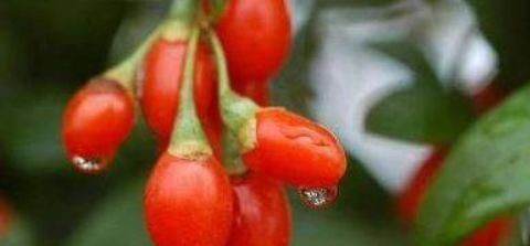 想长寿要会吃，3种食物离不开，补气养血，提高免疫力！