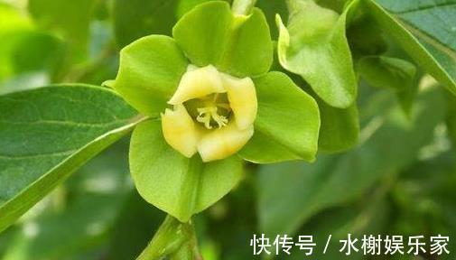 黄疸|乡下没人要的野菜,曾经不被重视,现在成了稀罕物,价值珍贵
