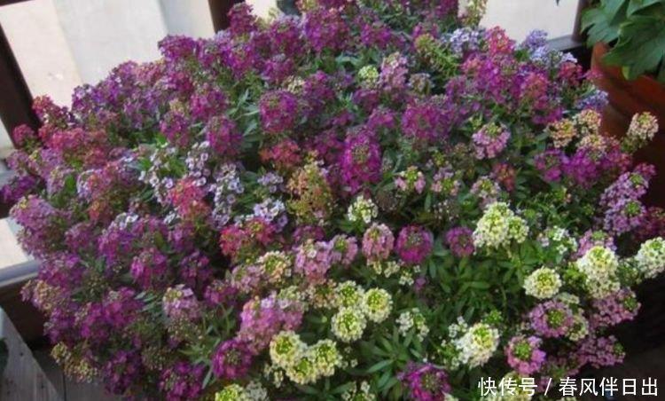 好运来|4种“女神花”，名字好听花更美，开花“红又旺”，好运来！