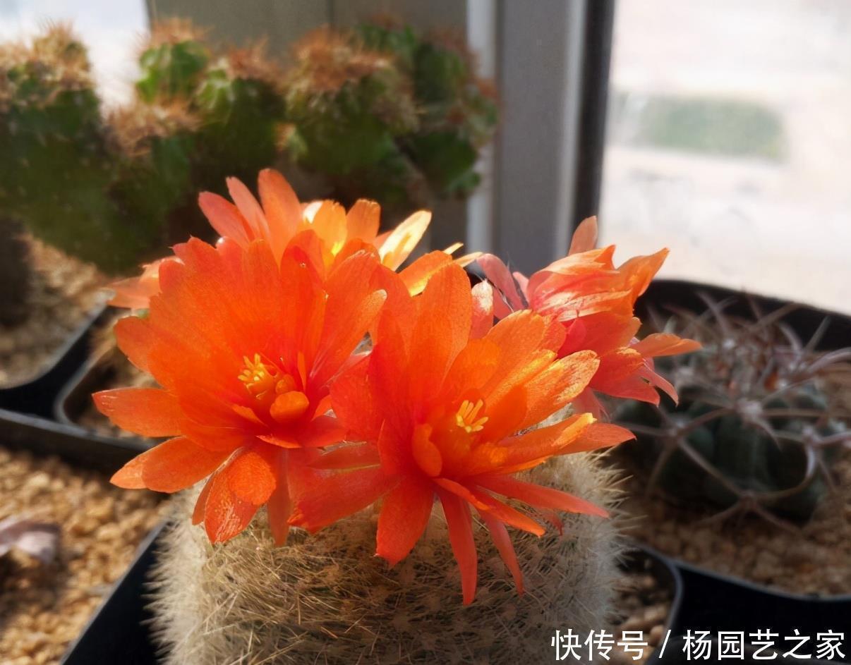 耐寒|好养又省心的“4种花”,不用管就蹭蹭长,是很棒的室内绿植