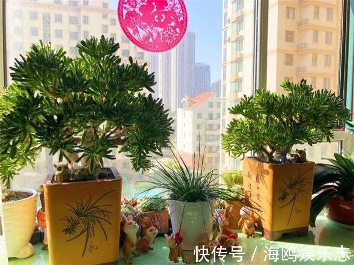 存钱筒|20年的“玉树”,叶子长成存钱筒,夏天猛晒红彤彤!