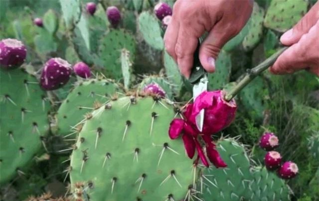 仙人掌养10年,长成老果树,挂满“火龙果”,能摘20斤