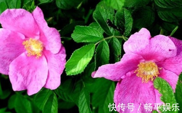 蒲公英根|17岁女生因一壶蒲公英水,送入医院,提醒蒲公英泡水有4大禁忌