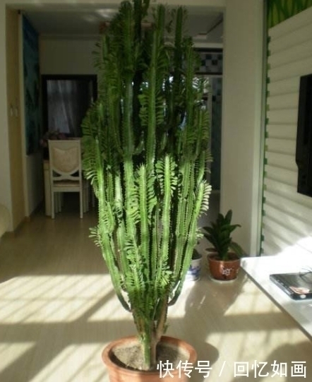 细菌|3种“细菌”最讨厌的植物,家里种几盆,家人少生病,身体更健康