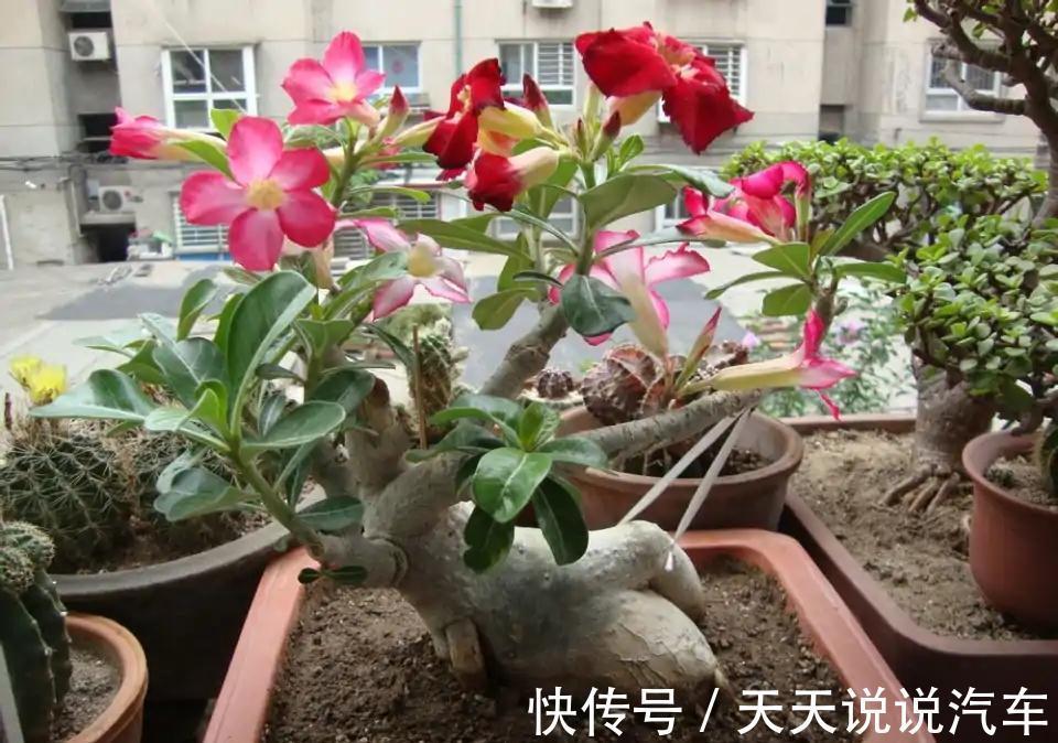 立冬后,养这10种花,切记不能多浇水,养不活都是由于手太勤