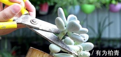 养了2年的多肉不长个？掌握1个技巧，上色美易爆头，长成群生老桩