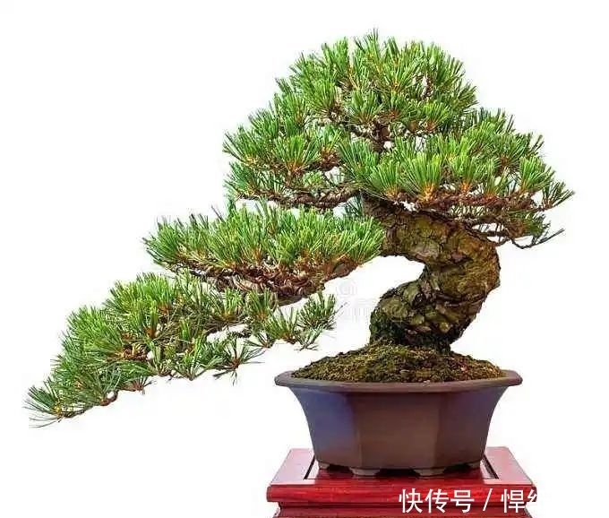 清朝|五针松以“五叶丛生”得名,早在清朝光绪年就在三十六湾村走红!