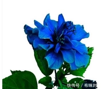 这4种盆栽,专门养室内,越贱养长的越好,很适合懒人养哦