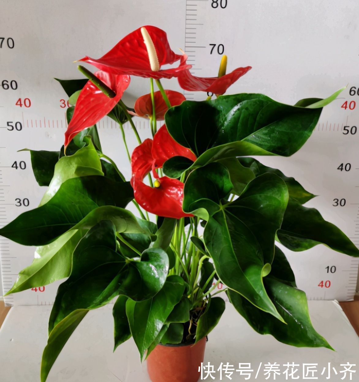 土壤|家里光照差，这5种花可以养，给点明亮光，叶子大又亮