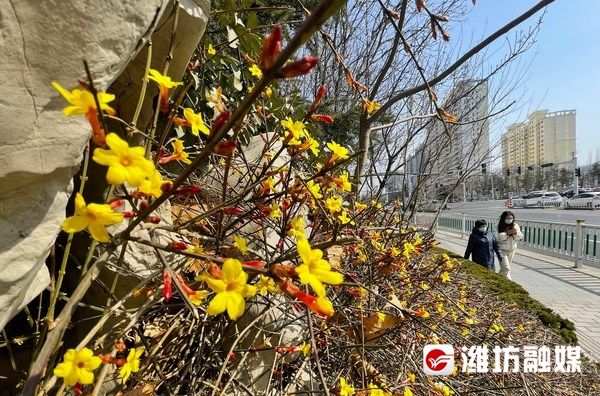 迎春花开报春来