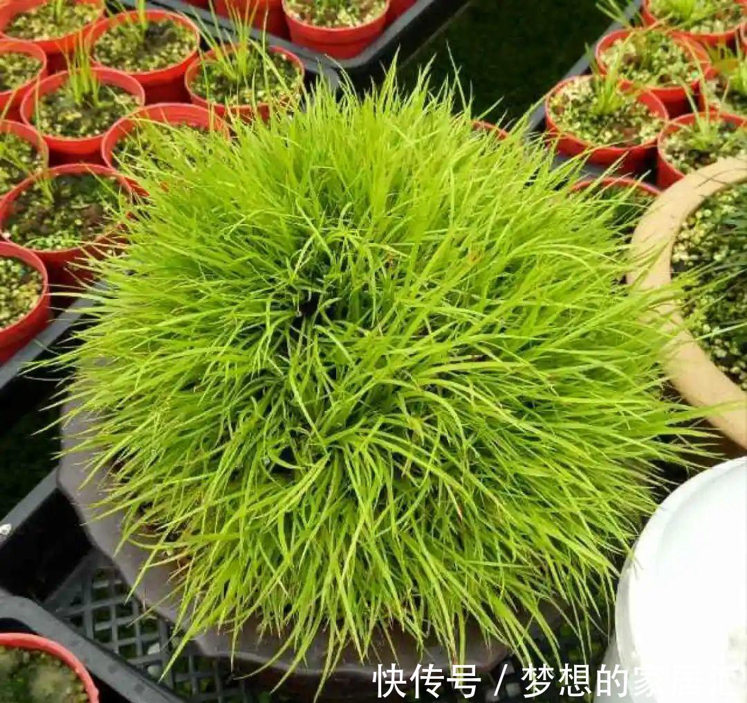 10种花太能喝水，一天一瓢水，7天爆满缸