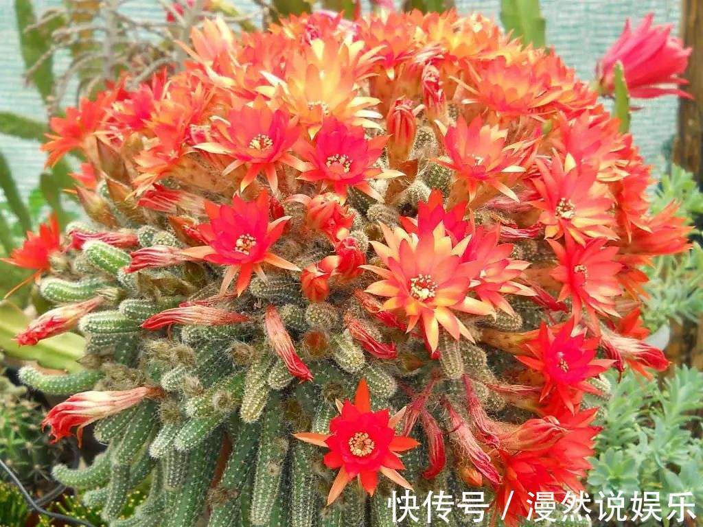 爆盆|白檀仙人掌一折腾,呼呼爆崽,盆都快放不下!