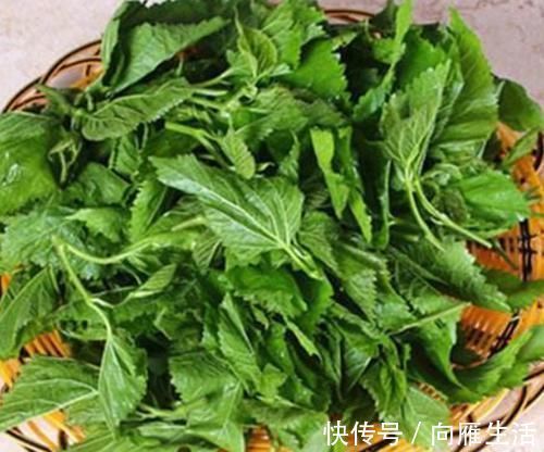 风热感冒|桑叶又称”神仙草“,坚持用桑叶泡水喝一周,4大喜事会悄悄登门