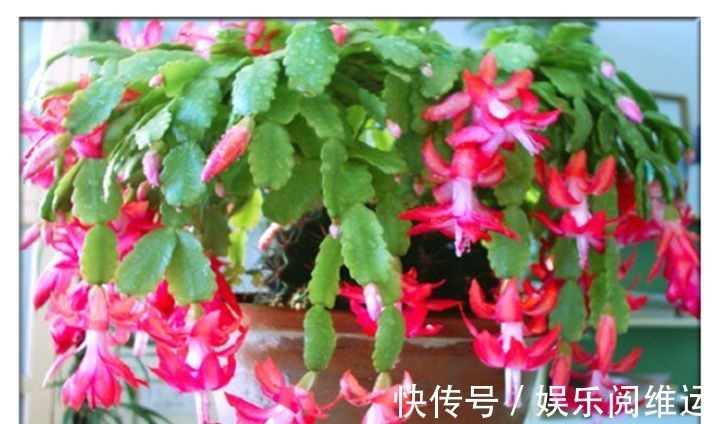 鸡蛋壳|蟹爪兰长势缓慢,一定要喂点它,半个月就能长成小瀑布