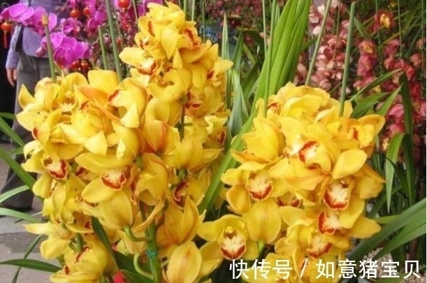 适应性|家里养这几款花卉,娇小不占地,便宜又好养,10元2盆