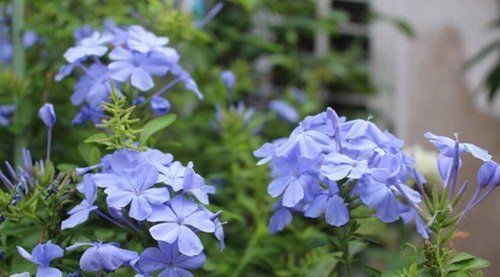 2种漂亮花，现在养一盆正当时，7月开到10月，叶绿花繁