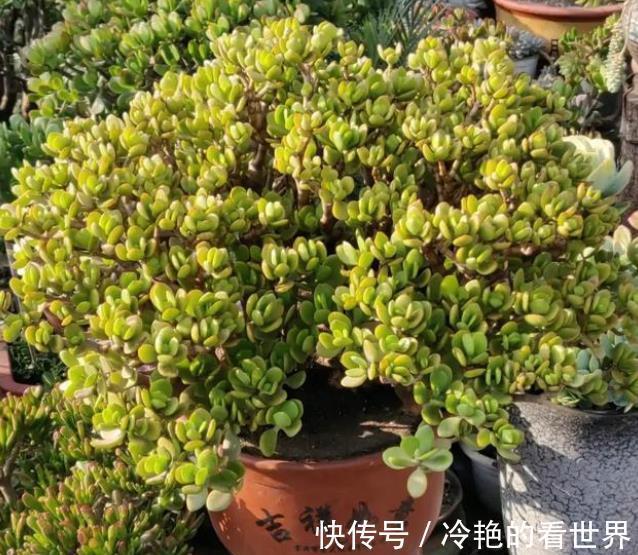 秋冬养玉树,牢记4个小技巧,安全过冬长势好,长成漂亮传家宝