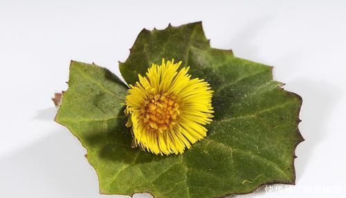 蒲公英|44种独味中药特效偏方！一味药治一种病！个个身怀绝技！赶紧收藏