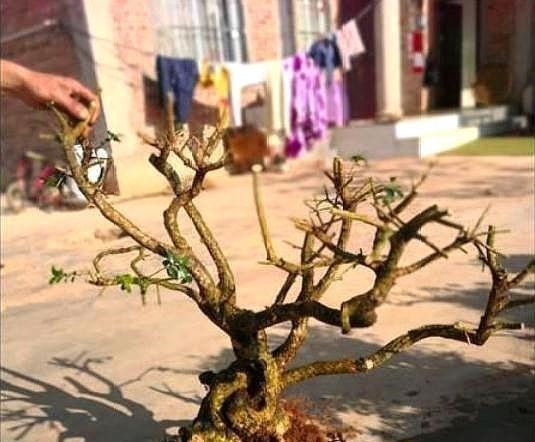 野外一种“脱皮木桩”称为“富贵之木”，养成盆栽，价格让人窃喜！