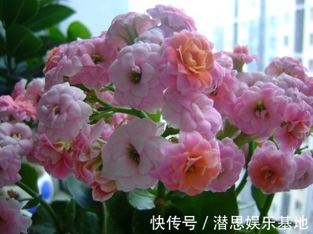 长寿花|这些花适合“穷养”，大花盆长不好开花少，很多新手都混淆了