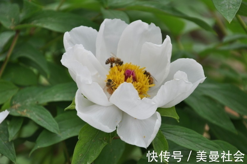 背叛|离婚了就不会复婚的3个生肖女,不会原谅背叛,不会复婚