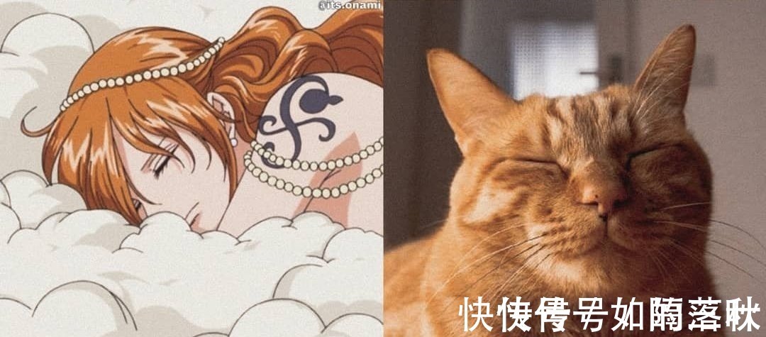 橘猫|海贼王当娜美和橘喵神同步，你更喜欢谁小贼猫才是众人所爱