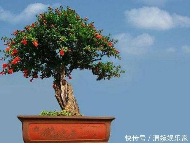 花骨朵|花朵大又红,寓意着子孙满堂,不抽烟、不喝酒也要养两盆