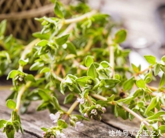 清香|别只养绿萝吊兰了,家里种这4种香草盆栽,既能观赏,又能食用