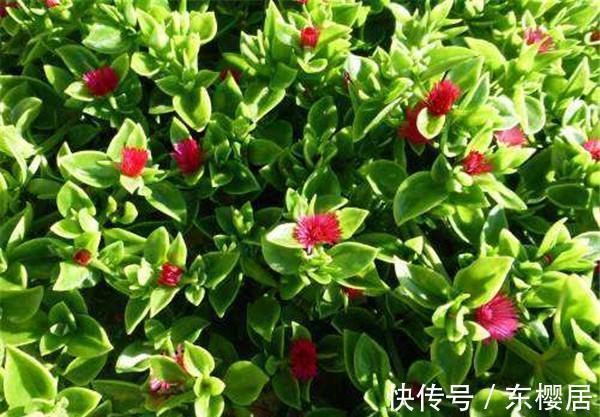 养花试试这几款,家里养一盆,能养生能观赏,很实用