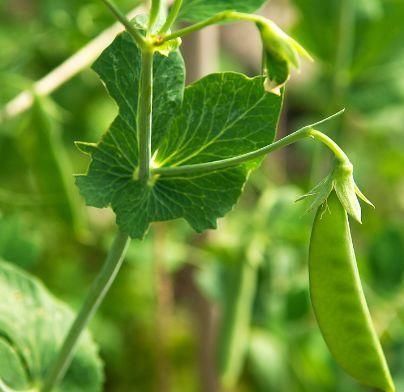 西兰花|中年人爱美，可以吃的好食物，排毒养颜、延缓衰老，身体不显老