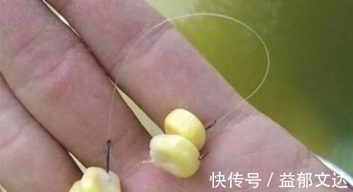 玉米|嫩玉米钓鱼,这两种泡制方法,能让渔获翻一倍