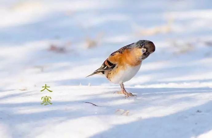 5首优美诗词精选，野径行人皆自去，春来树绿遍飞花