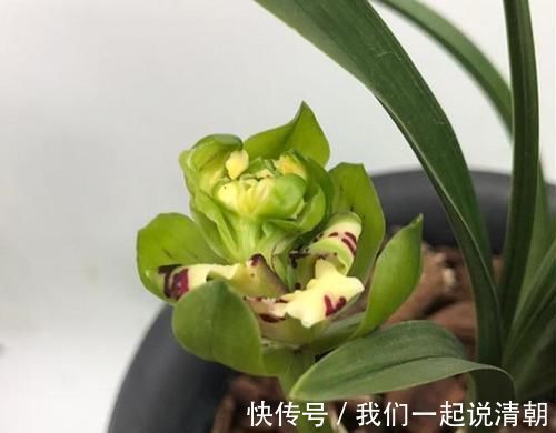 普草|此兰花获奖无数，以前万元一苗，现跌成普草，花型罕见，香味扑鼻