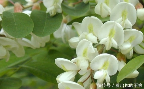 洋槐花是我们逝去的童年,如何保存洋槐花?这2招你试过了么