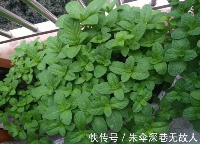 7种花夏天爱淋雨，越淋长得越欢，多淋几次，肥料都省了