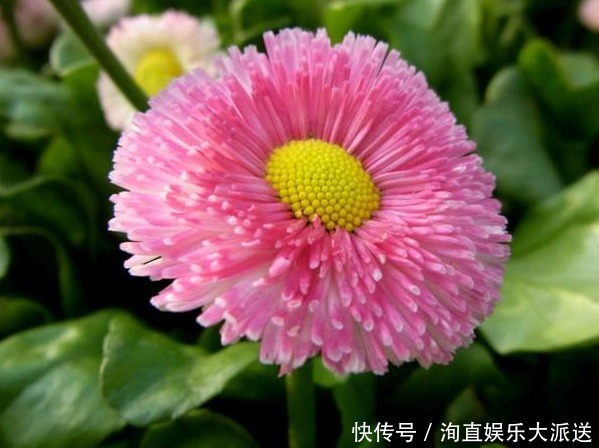 绒球|1种花，开花“似绒球”，比太阳花更好看，好养易活，能开一春夏