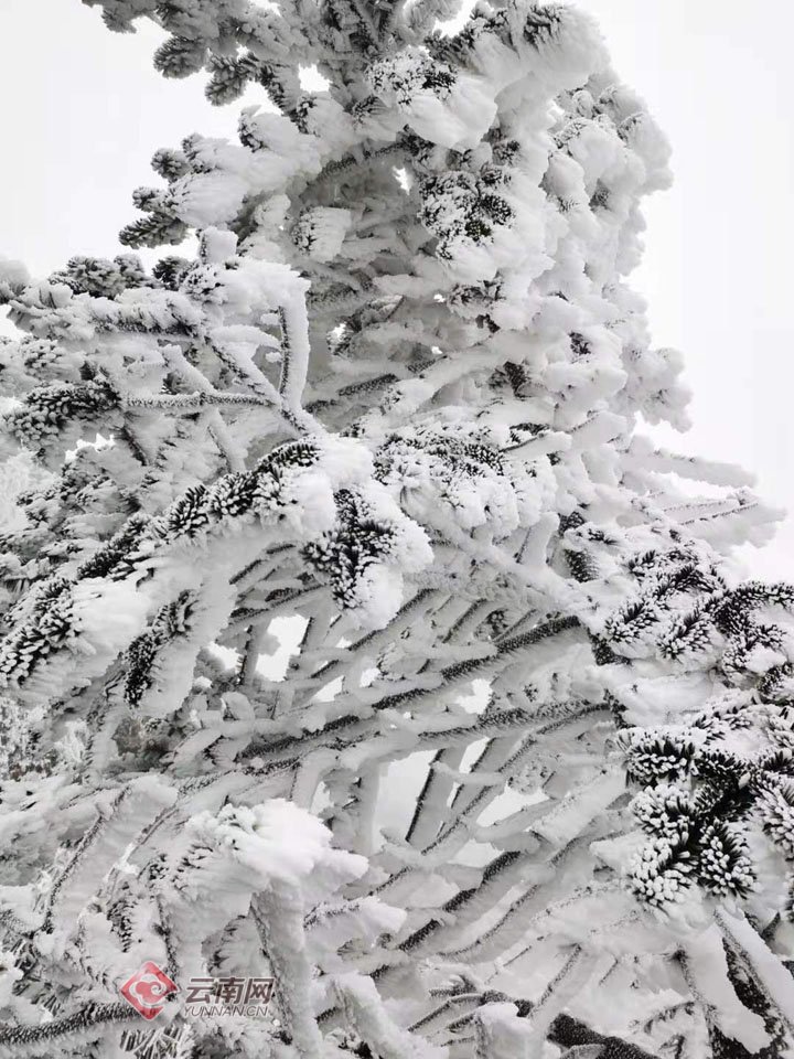 美如画！寒潮携2021年第一场雪飘落昆明轿子雪山