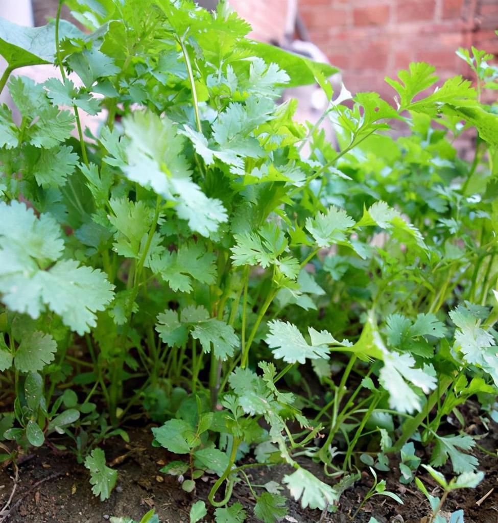 养花难就种菜，五种“再生菜”养起来，一茬接一茬，收获满满