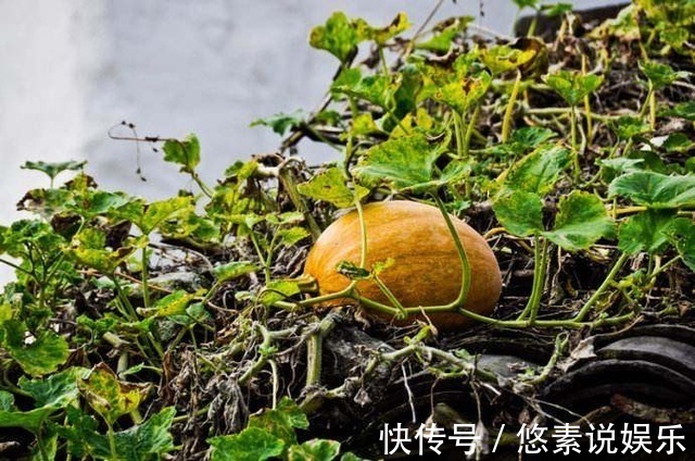 风景|你家南瓜在土里，我家南瓜长腿，爬房顶上看风景！
