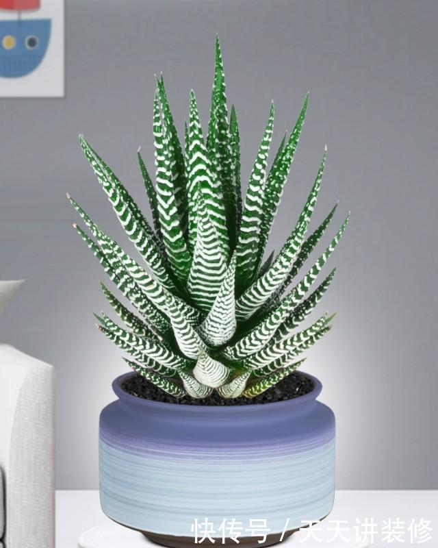 茶几上摆放什么花卉?7种绿植,精巧玲珑,清新素雅,还特好养活