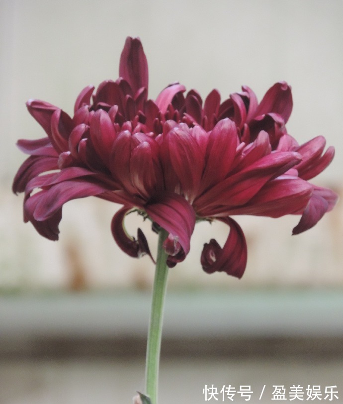 喜欢菊花,不如养盆“五大名菊之四”墨荷,花色如墨,端庄稳重!