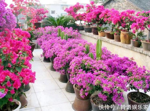 三角梅|秋季三角梅不开花太不正常！3个“逆袭”技巧，30天开花一大片