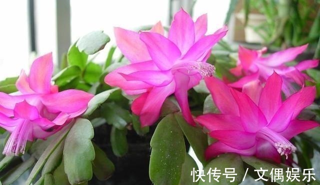 被称为“夏必死”的8种花,我却喜欢买一些,因为能“省”不少钱