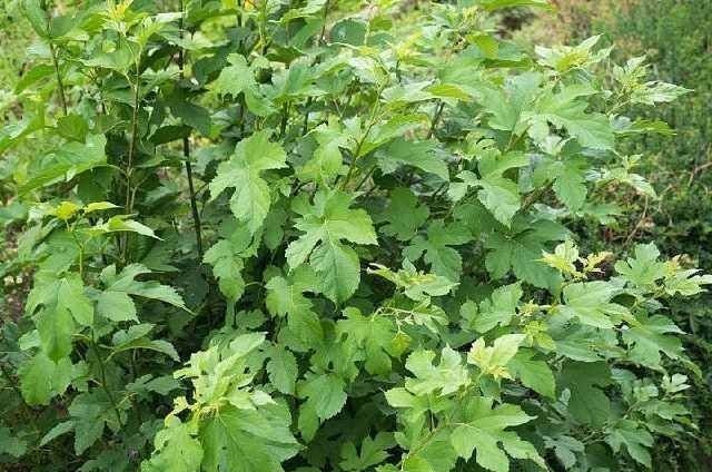 颈椎病|小小桑叶竟化解颈椎病赶走头晕手麻,多年颈椎病竟被它治好了